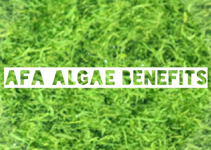 AFA-Algen