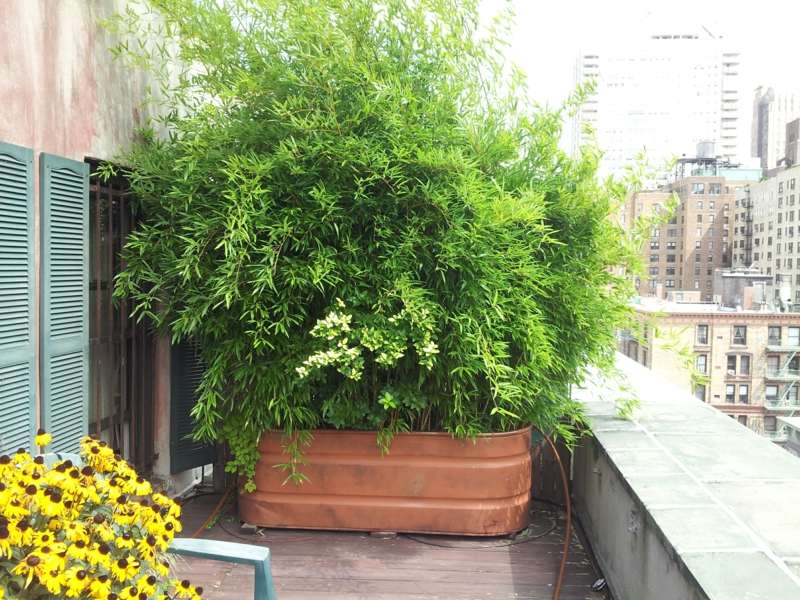 Bambus Im Kubel Als Sichtschutz Und Deko Auf Der Terrasse