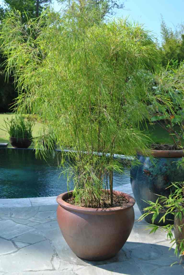 bambus im kübel mediterran stil deko idee pool pflanzen