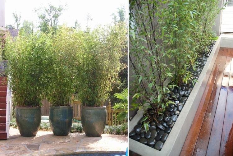 bambus-kubelpflanze-sichtschutz-schwarzer-kies-gut-drainierter-boden
