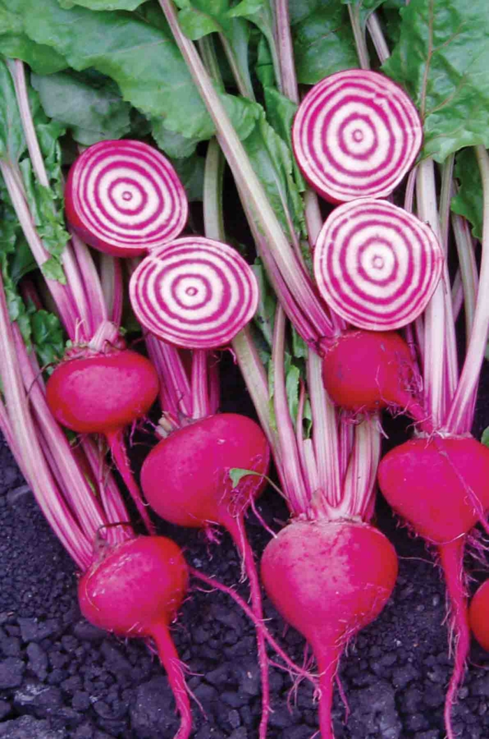 bete sorte pflanzen pflegen ernten garten