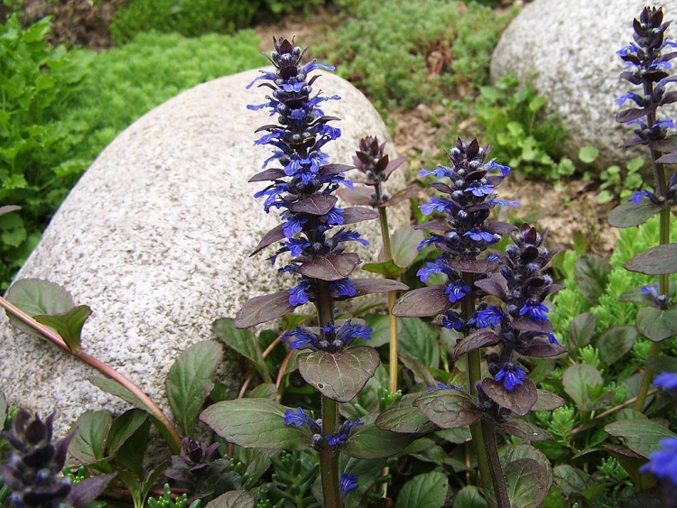 blau blühende Bodendecker