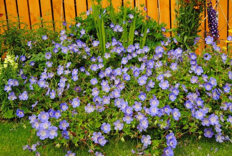blau blühende Bodendecker garten-Geranium-pratense-Rozanne