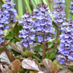 blau blühende Bodendecker