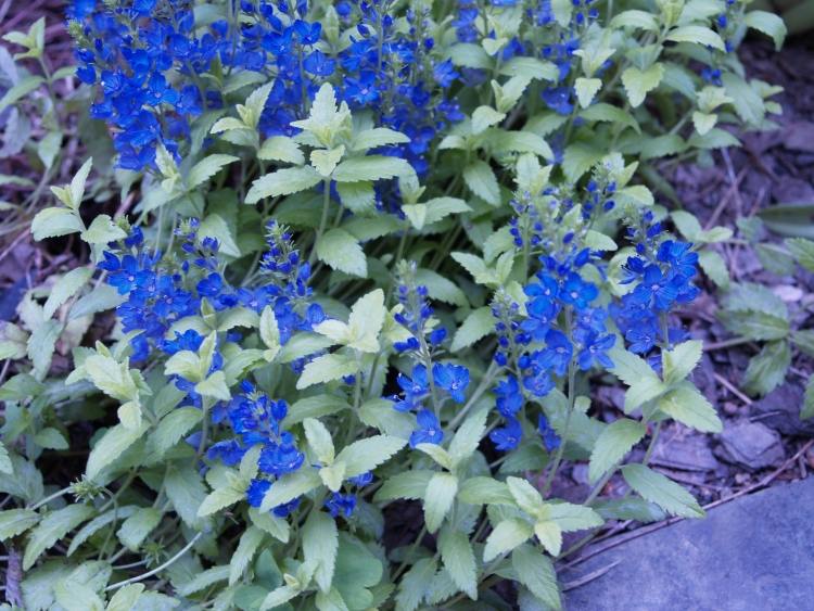 blau-bluhende-bodendecker-kriechender-ehrenpreis-Veronica-repens-sunshine