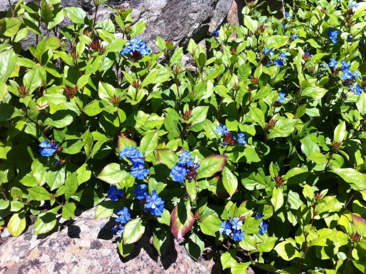 blau blühende Bodendecker