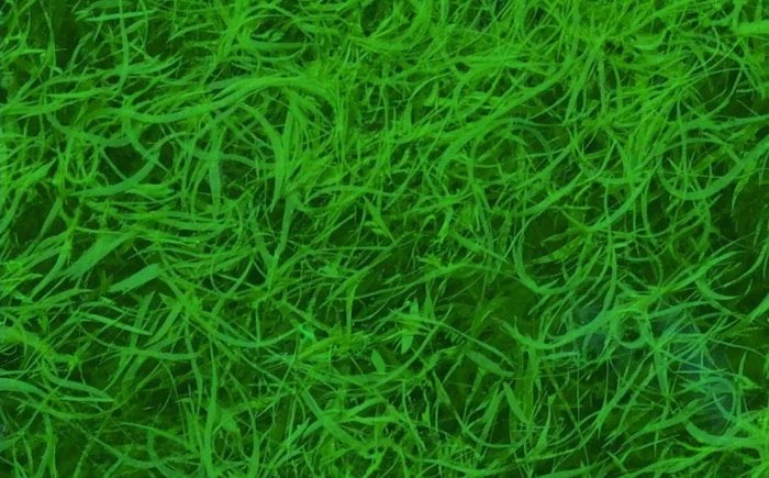 blaugrüne-AFA-Algen-verbessern-die-Immunität