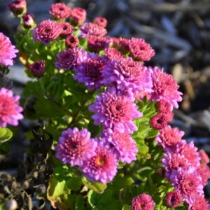 blumen garten im september pflanzen pflege rosa