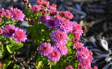 blumen garten im september pflanzen pflege rosa