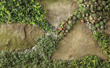 bodendecker pflanzen steinplatten fugen sukkulenten moos garten deko