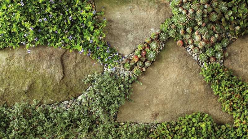 bodendecker pflanzen steinplatten fugen sukkulenten moos garten deko
