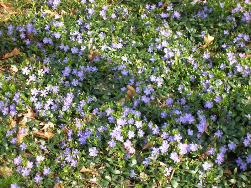 bodendecker pflanzen vinca idee blau lila farbe blueten