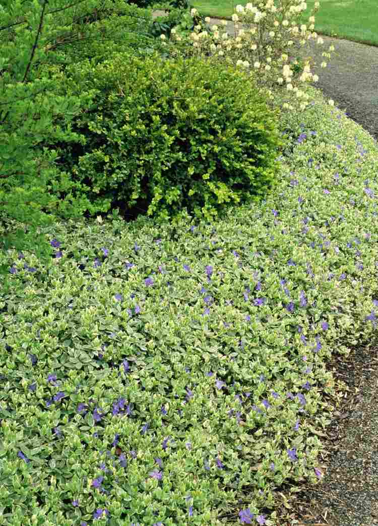 bodendecker-pflanzen-vinca-immergruen-lila-bluehend
