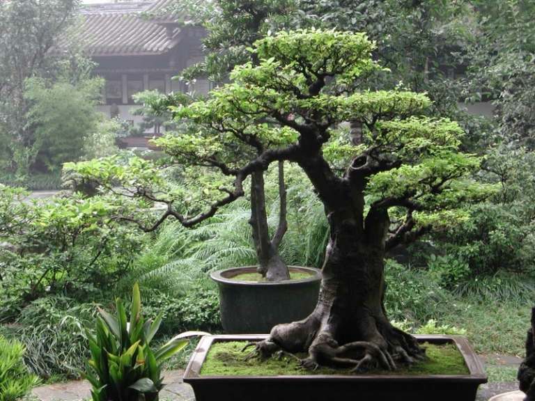 bonsai-baum-gartengestaltung-japanisch-stil-terrasse-deko