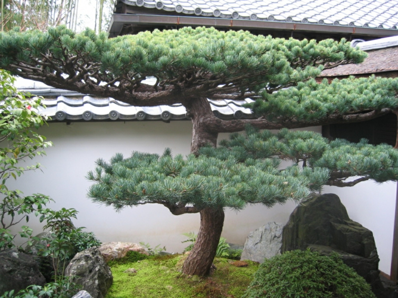 Bonsai Baum