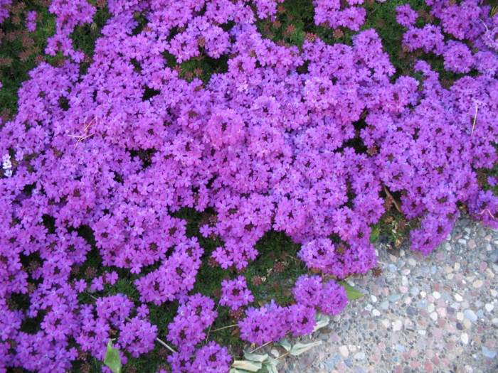 eisenkraut blumen garten im september violett blüten