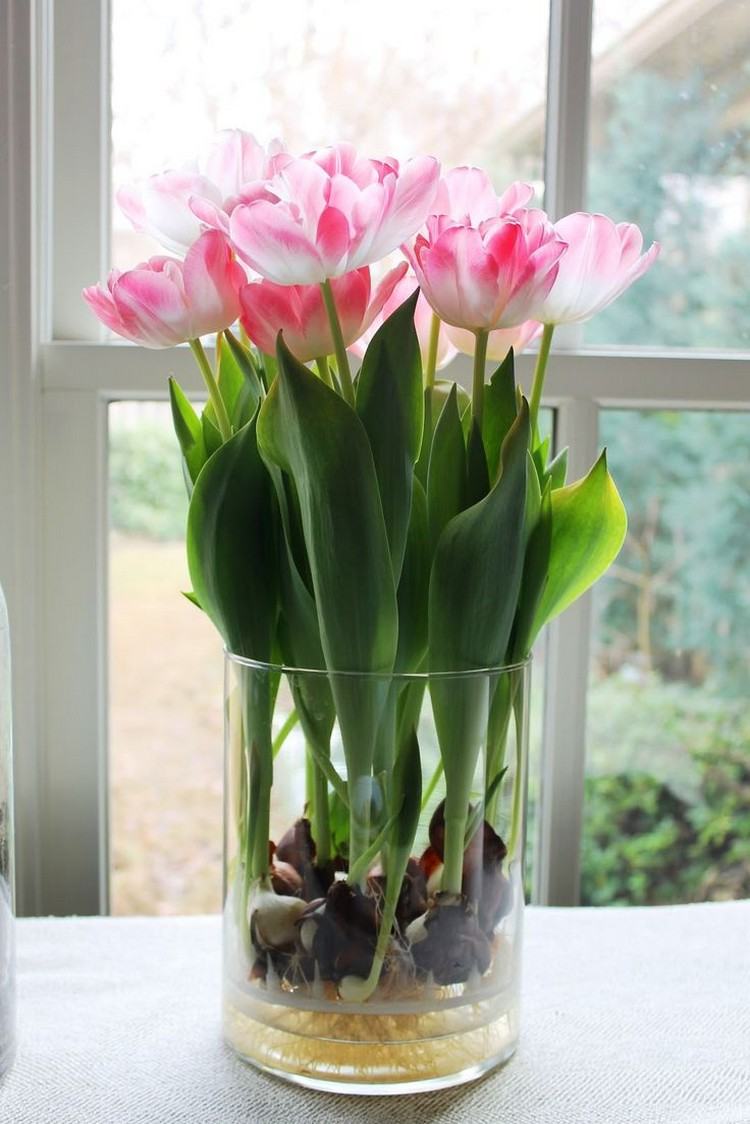fruehlingsdeko-tulpen-rosa-weiss-sichtbare-knollen-wasser