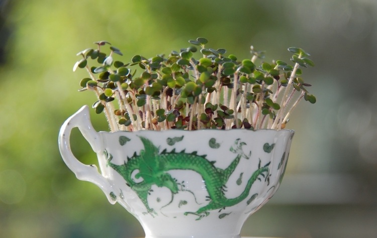 fruhlingsdeko-kresse-ideen-teetasse-gepflanzt