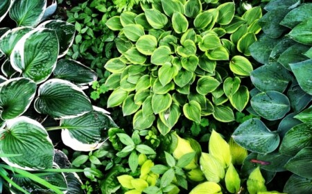 funkien-hosta-pflegeleichte-imposante-staude-hostas