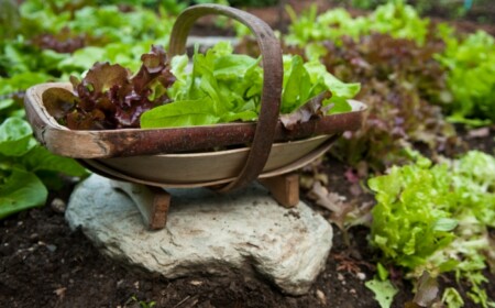 garten blattsalat pflanzen hobby gaertner gemuesebeet