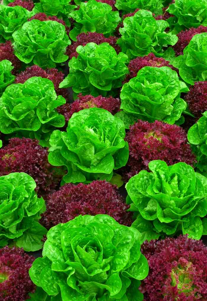 garten deko aus gemüse salat gruen rot kohl