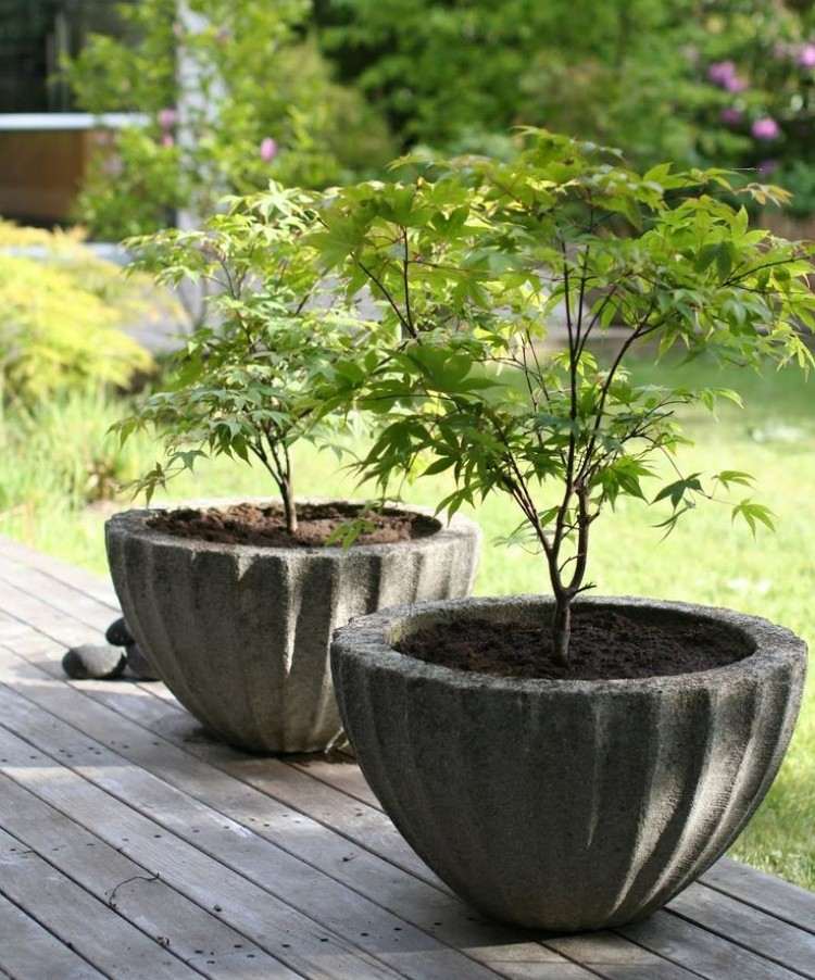gartendeko-beton-pflanzkuebel-japanischer-ahorn