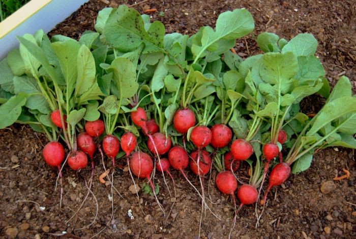 gartenpflege gemüse pflanzen herbst radieschen rot erde beet