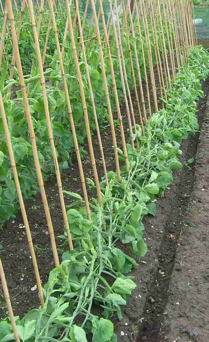 gemuese beet stuetzen bambus erbsen pflanzen pflege tipps