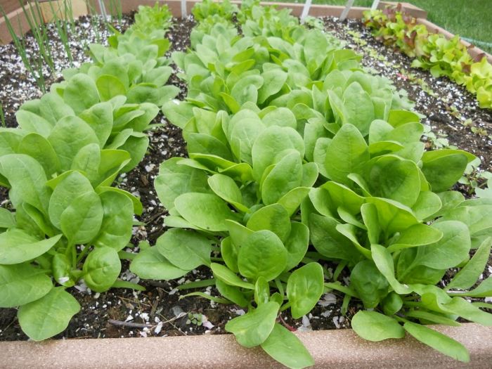 gemüsegarten spinat pflanzen ernten salat pflege september