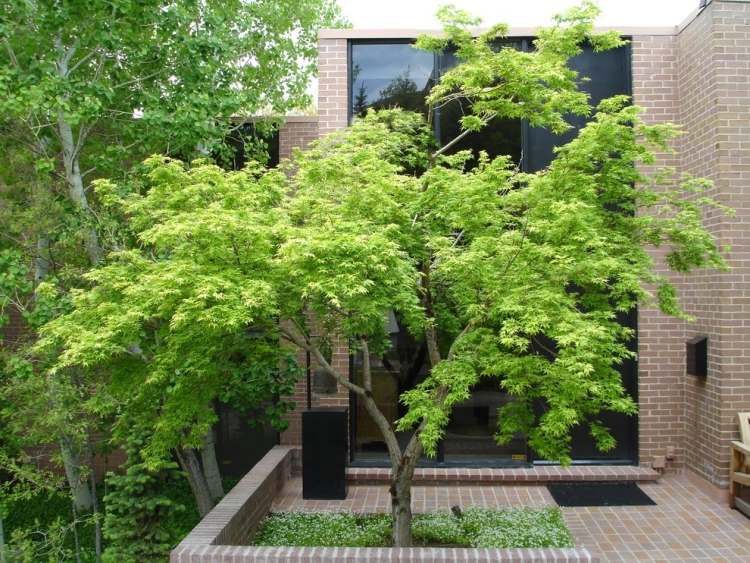 gruener-japanischer-ahornbaum-bodendecker-weiss-bluehend