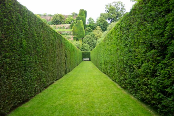 hohe hecke im garten gruener rasen labyrinth