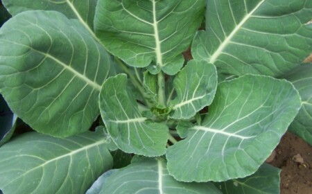 kohlblaetter ernten pflegen gemüse im garten fruehling spaetsommer