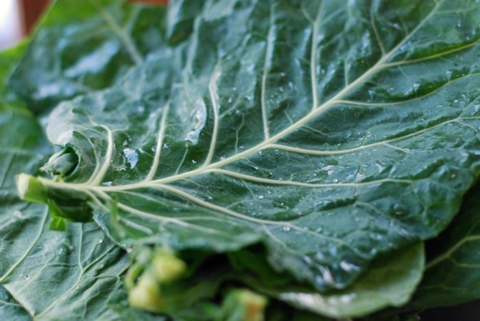 kohlblatt gemüse im garten gruen salat idee pflegetipps