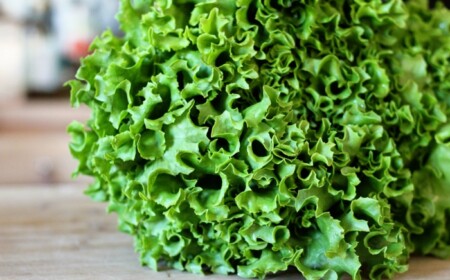 kopfsalat im garten gruen sommer pflanzen