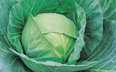 kraut im garten pflanzen salat idee blaetter