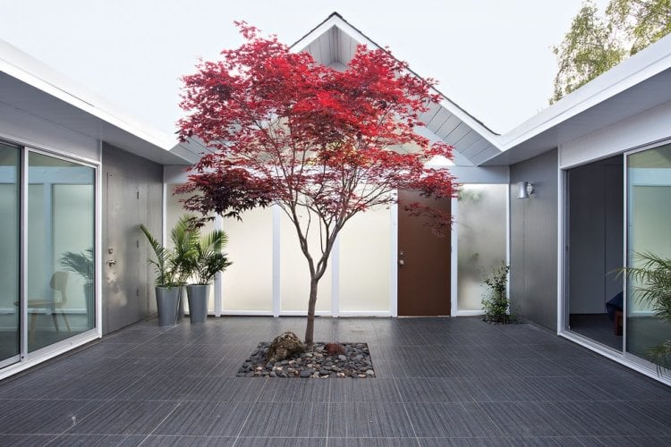 modernes-haus-innenhof-minimalistisch-grau-roter- Japanischer Ahorn