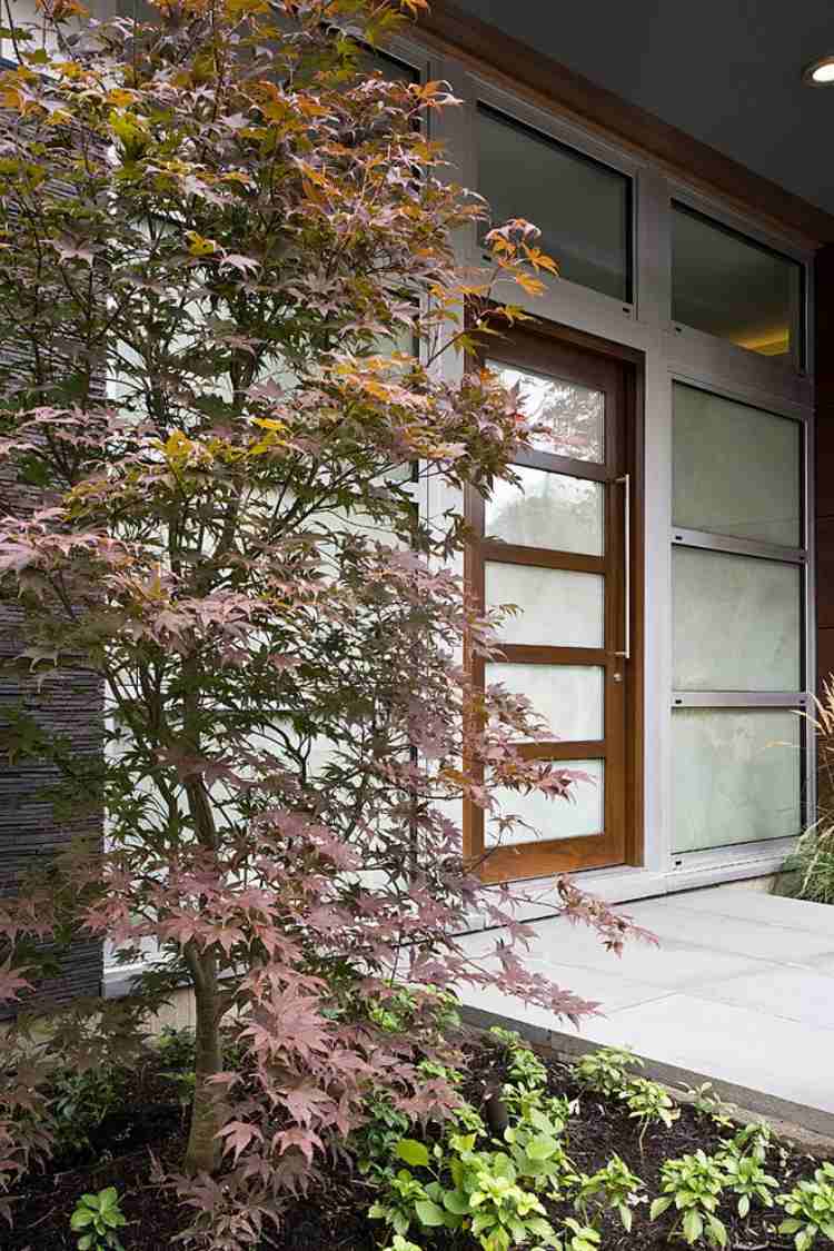 modernes-haus-vorgarten-graue-fassade-japanischer-ahornbaum