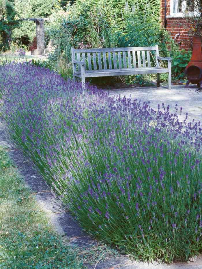 niedrige hecke lavendel lila blueten inspiration