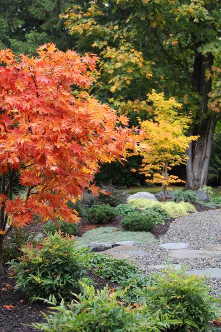 orange-gelb-gefarbte-japanischer-ahornbaume-straucher-graser