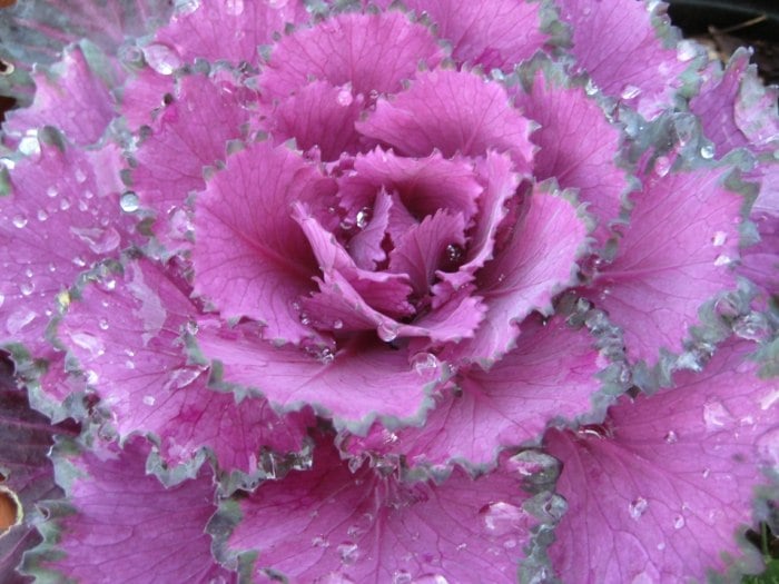 pflanzen idee kohl garten gemuese beet rosa lila