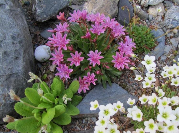 Pflanzen für Steingarten bitterwurz-pink-lewisia