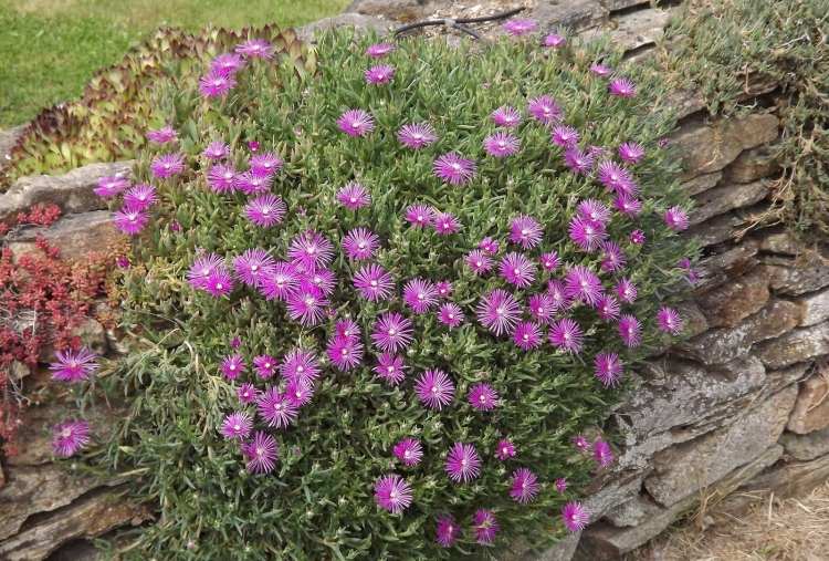 Pflanzen für Steingarten delosperma-mittagsblume-pink
