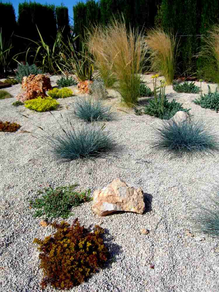 Pflanzen für Steingarten kiesbeet-bodendecker-ziergraser
