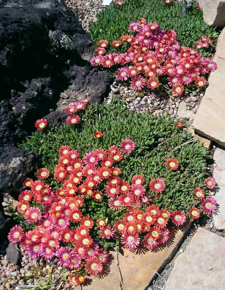 pflanzen-steingarten-mittagsblume-delosperma-pink