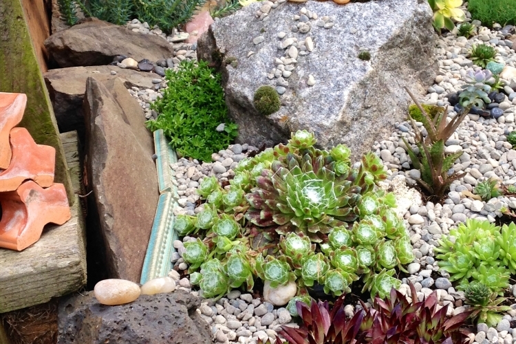 Pflanzen für Steingarten