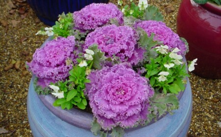 pflanzkuebel kohl rosa dekorativ idee gestaltung garten