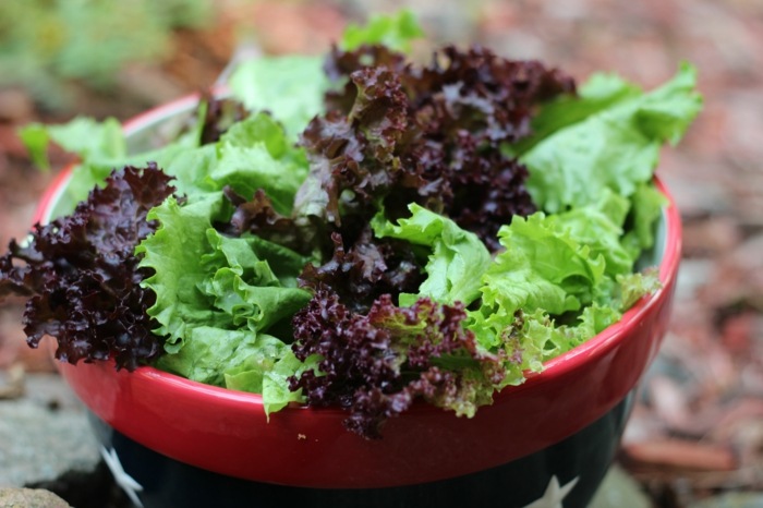 schale salat zubereiten kopfsalat dunkelrot gruen garten gemuese