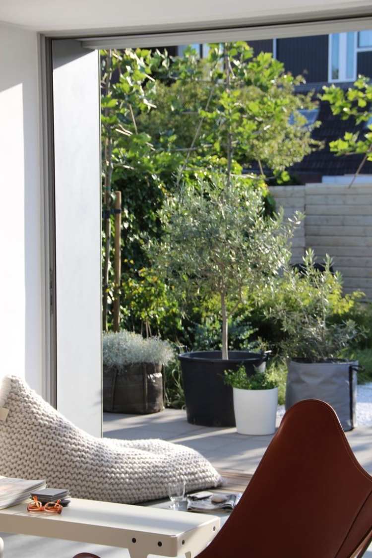 terrasse-gestalten-olivenbaum-offen-terrassentueren-fensterwand-modern-gelassen