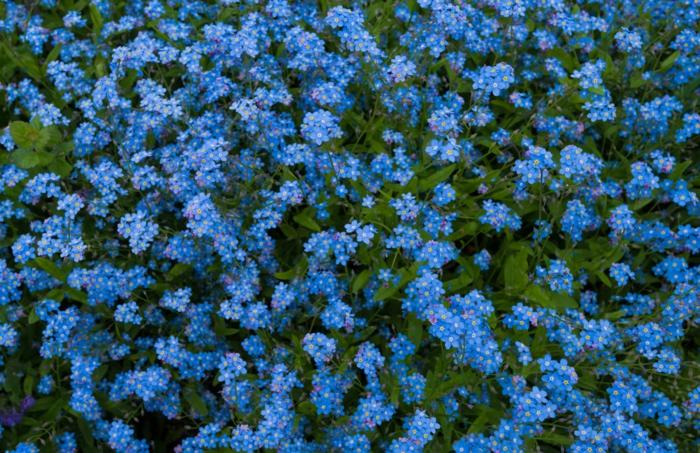 vergissmeinnicht pflanzen blumengarten september blau blume