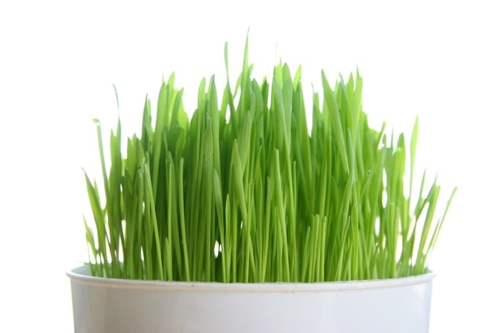 weizengras-Green-Superfoods-ernährungsmittel-gesund